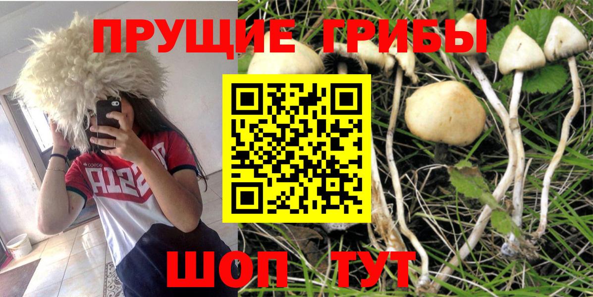 Галлюциногенные грибы прущие грибы  Вход с VPN  Тосно 