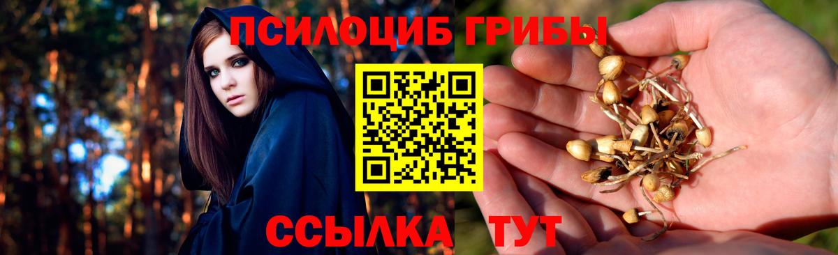 Псилоцибиновые грибы прущие грибы Тосно